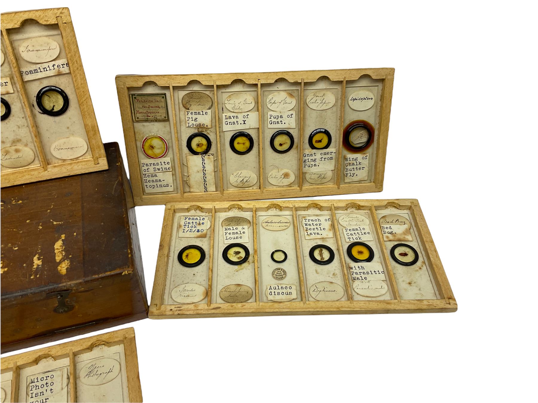 19th century and later, thirty-six microscope slides, to include entomology and plant specimens; cased    
