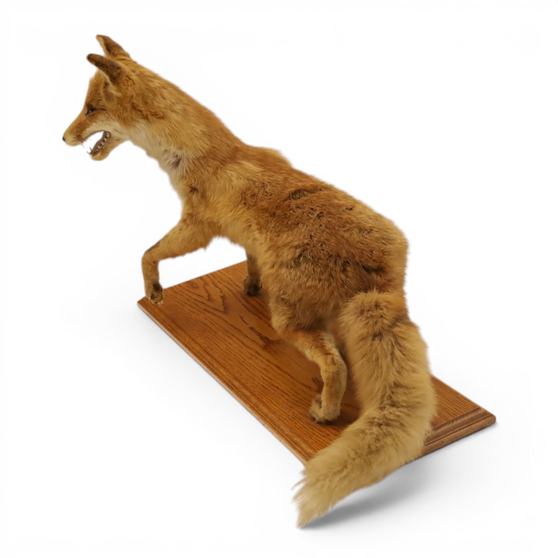 Taxidermy - Fox (Vulpes vulpes), full male adult mount on open display, with raise paw, upon wooden base, base W70cm