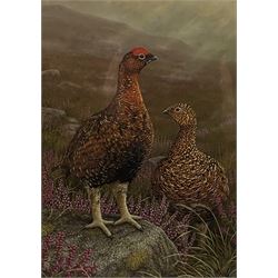 Robert E Fuller (British 1972-): Grouse with Foxgloves, limited edition colour print signed and numbered 102/850 in pencil 30cm x 22cm
