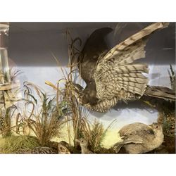 Taxidermy: Late Victorian Diorama of Pheasants and a Sparrowhawk, depicting Ring-necked Pheasants (Phasianus colchicus), a female with her chicks, a full mount adult female Sparrowhawk (Accipiter nisus) above in flying position, all mounted in a naturalistic setting of mosses, branches and tall grasses, on faux rock base, set against a blue sky painted backdrop, enclosed within a large ebonised three-glass display case, H79.5cm, W107cm