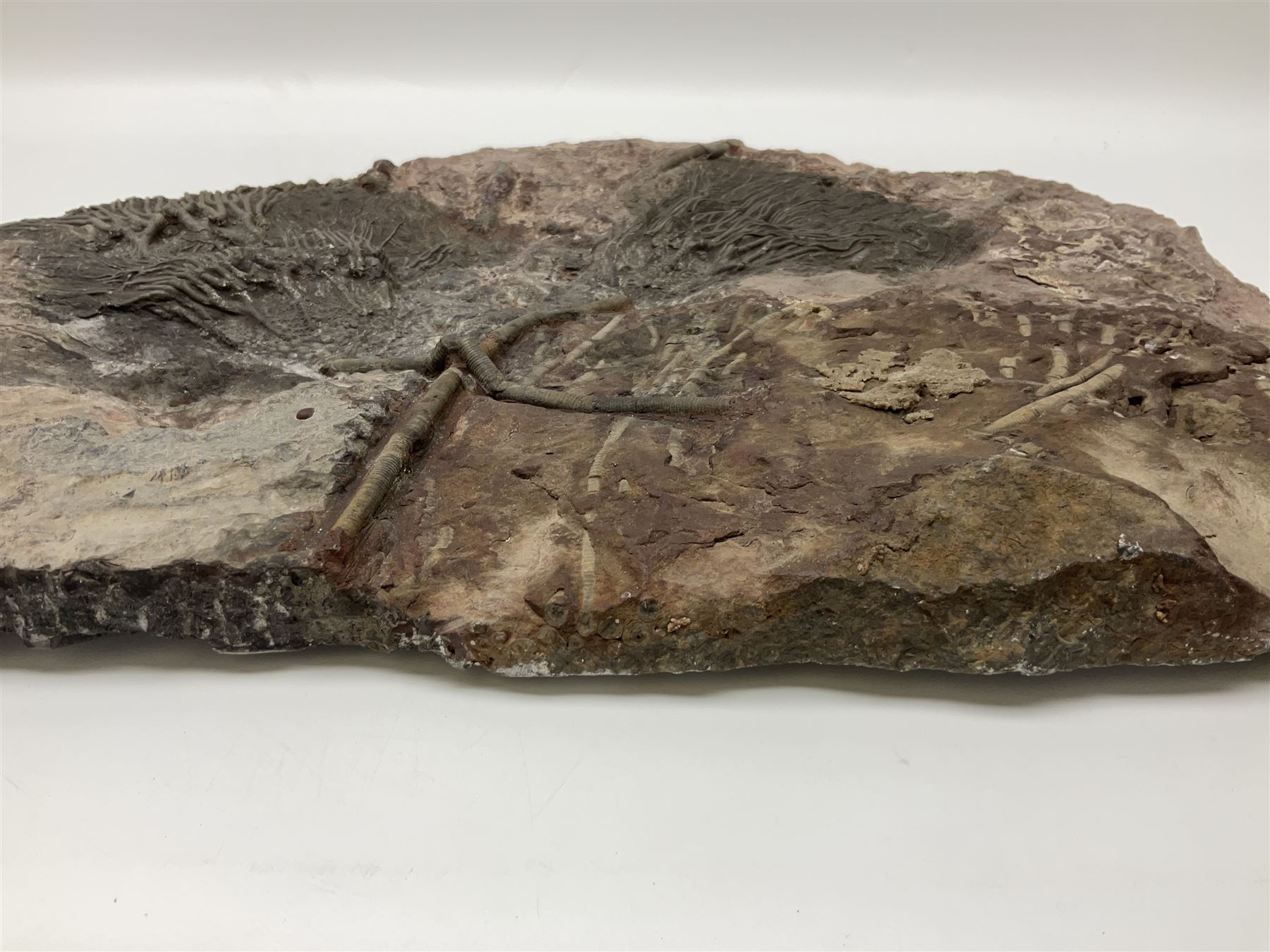 Crinoid sea bed plaque, with two crinoid specimens, probably Scyphocrinites elegans from the Silurian period, H39cm, L61cm