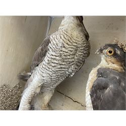Taxidermy; Victorian cased pair of Sparrowhawks (Accipiter nisus), male and female full mounts, on a naturalistic setting, encased within an ebonised single pane display case, H40, W47cm, D19.5cm