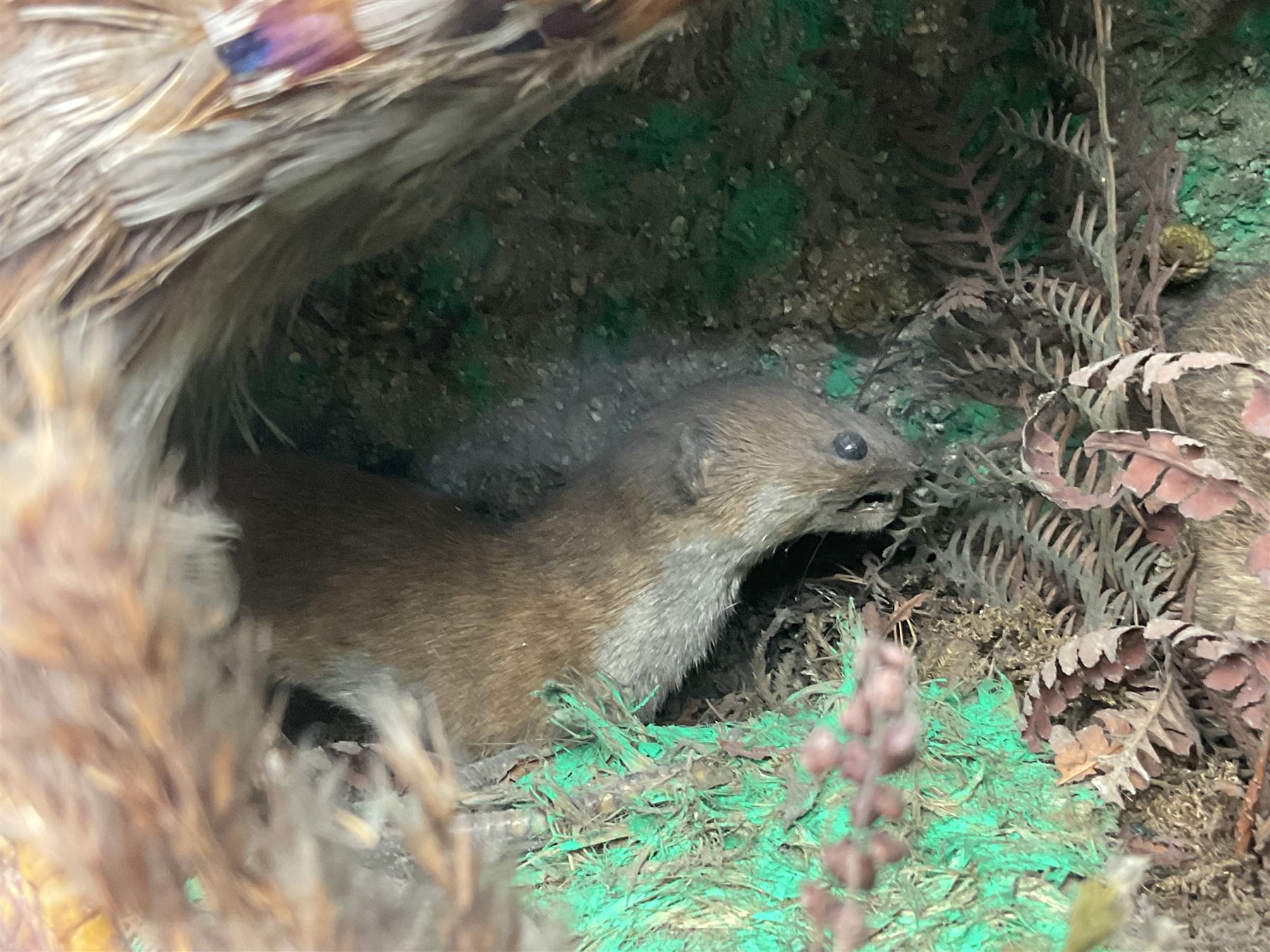 Taxidermy; cased bird diorama, to include Red-neck Pheasants (Phasianus colchicus) adult mounts hen and cock, Common Kestrel (Falco tinnunculus), Common Blackbird (Turdus merula), Starling (Sturnus vulgaris) and others,  in a naturalistic setting, encased within a single pane display case, H66cm, L97cm