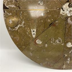 Circular limestone table top, with Orthoceras and Goniatite inclusions; age: Upper Devonian, location: Morocco, D45cm