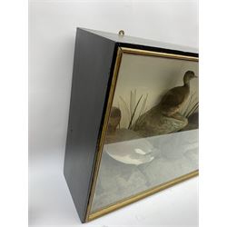 Taxidermy: female Goosander (Mergus Merganser), male Green Wing Teal Duck (Anas Carolinensis), and Little Grebe (Tachybaptus Ruficollis), in naturalistic setting detailed with long grass, set against a painted cream backdrop, encased within an ebonised single pane display case, with taxidermist paper label verso detailed J E Massey, Finkle Street, Malton, H50.5cm W89cm D21cm