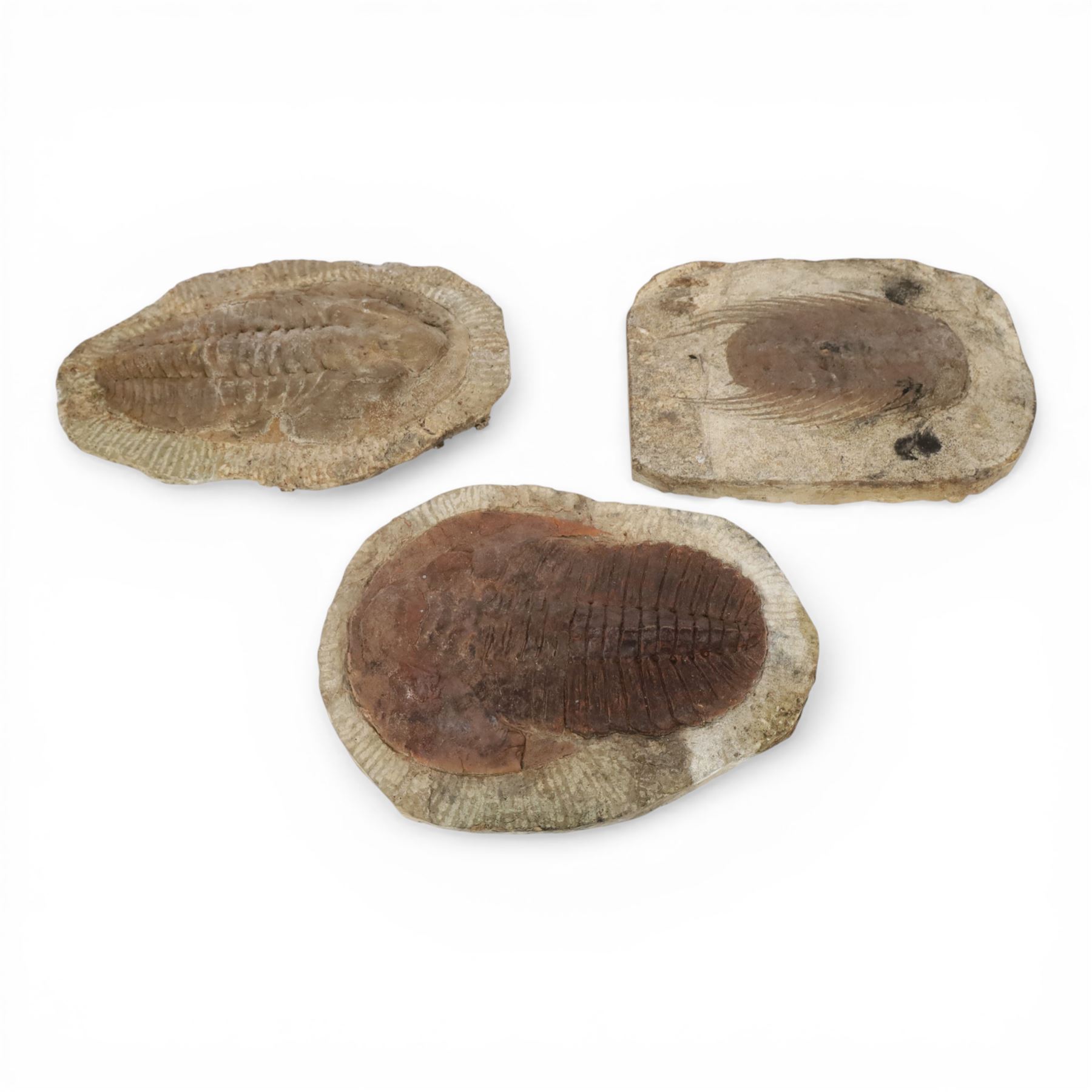 Three Trilobite specimens, comprising Selenopeltis buchhi, age Ordivician period, location Ktaoua formation Morocco, specimen L17cm, Callavia sp., age; Cambrian period location Atlantic coast Morocco, specimen L21cm and Cambropallas telesto, age Cambrian period, location Alnif Morocco, specimen L20cm