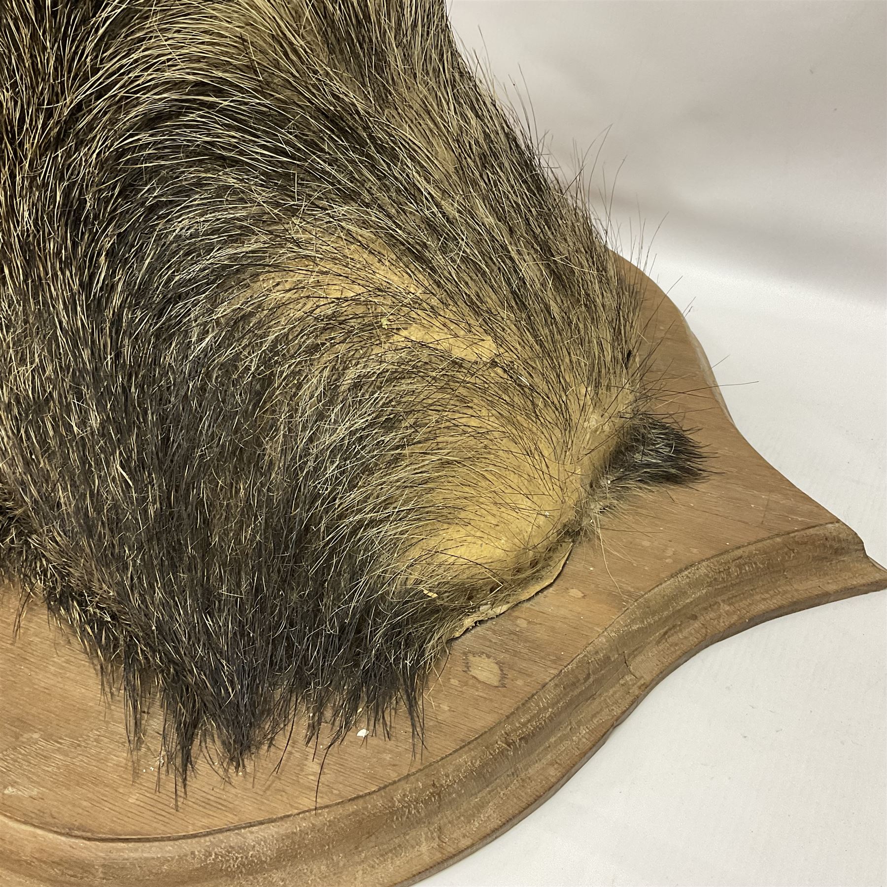 Taxidermy: European Wild Boar (Sus scrofa), adult male shoulder mount looking straight ahead mouth agape, mounted upon a wooden shield, D52cm