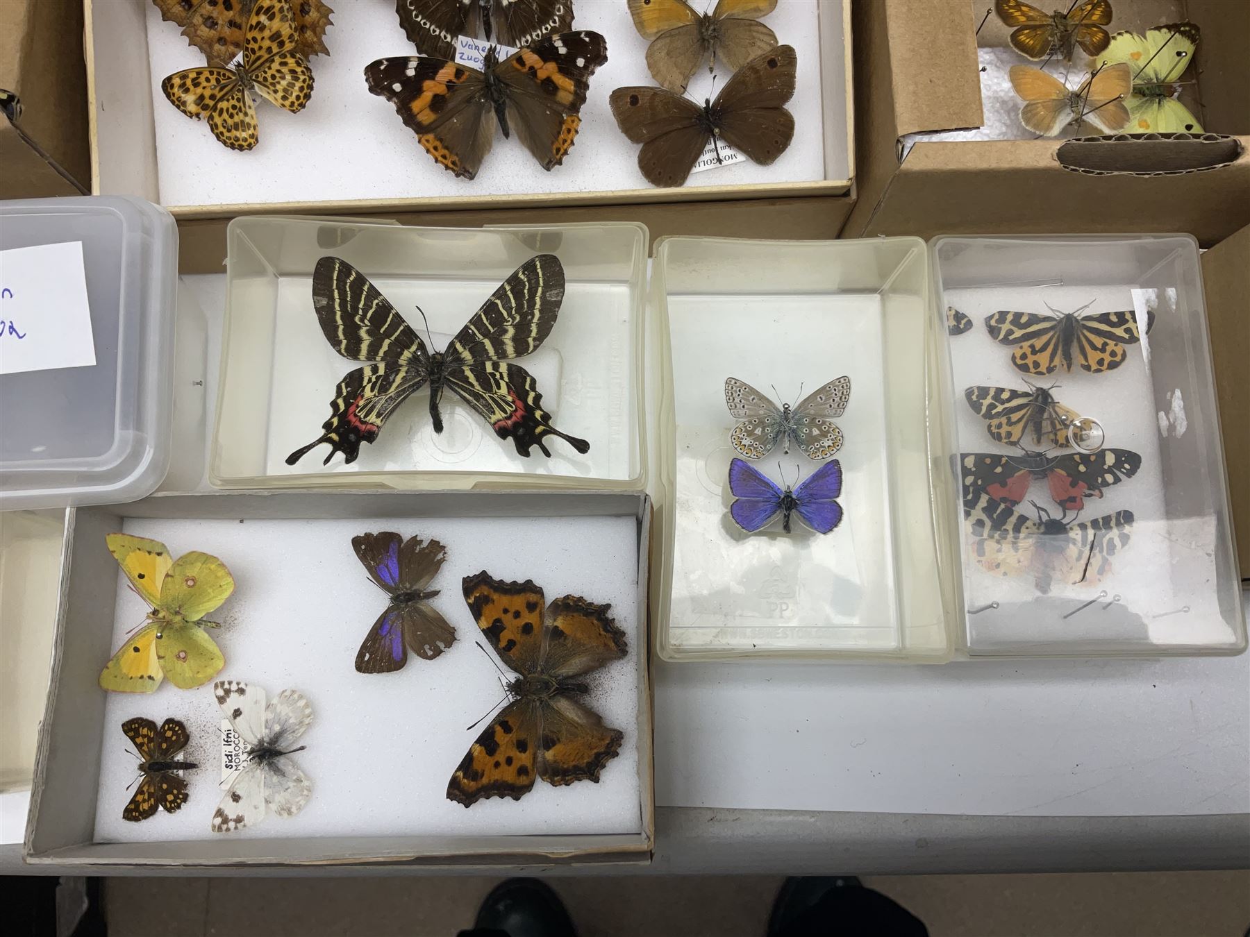 Entomology; large collection of pinned butterflies and moths, to include Cream-spotted Tiger moth, Adonis Blue butterfly, Orange tip butterfly, Swallowtail butterfly etc  