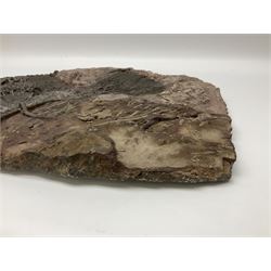 Crinoid sea bed plaque, with two crinoid specimens, probably Scyphocrinites elegans from the Silurian period, H39cm, L61cm