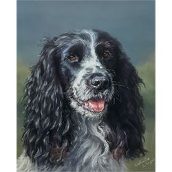 Catherine E Inglis (British contemporary): Springer Spaniel, pastel signed together with David Baker (British contemporary): 'Jasmine' - Ginger Tabby Cat, pastel signed and titled 30cm x 20cm (2)