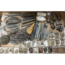 Natural History - A collection of fossils, comprising a large number of Belemnites of various size, largest Belemnite approximately L18.5cm. 