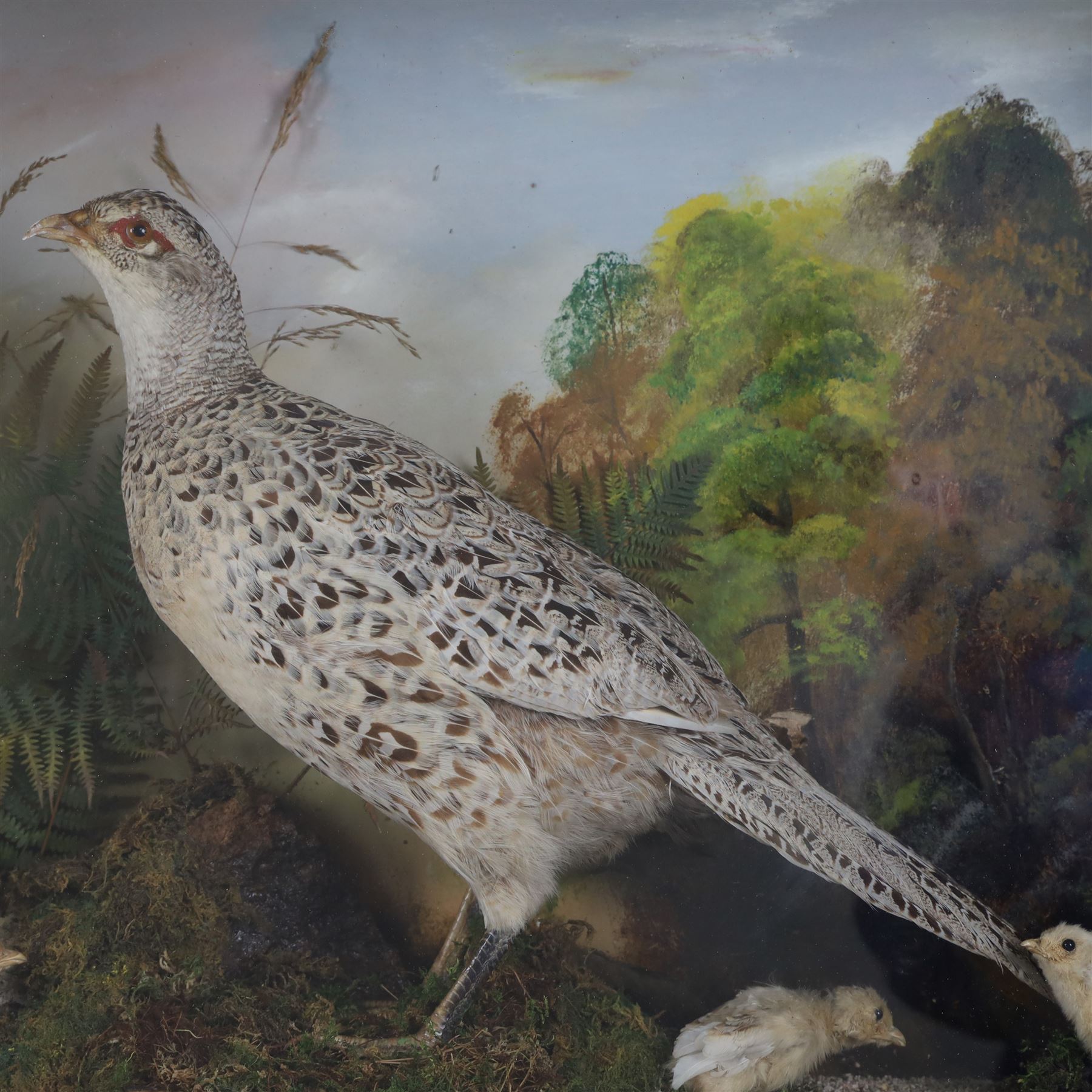 Cased taxidermy hen, pheasant and chicks
Taxidermy: cased ring-neck pheasant (Phasianus colchicus),  by Edward Allen of York, full adult hen with chicks, in a naturalistic setting with painted background, in an ebonised case with gilt slip, gummed paper maker's label to the back, H48cm, L64cm, D17cm