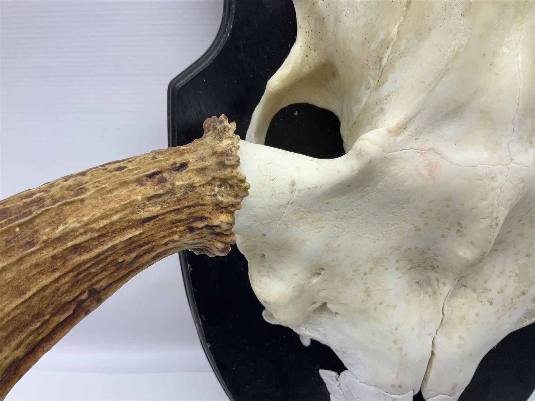 Antlers/Horns: Pair of European Moose (Alces alces) horns with upper skull, mounter upon a wooden shield, H45cm