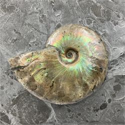 Cleoniceras opalised ammonite upon a slate display matrix, with metal stand, age; Cretaceous period, location; Madagascar, matrix H20cm, L32cm