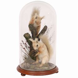 Taxidermy; Victorian cased pair European Red Squirrel (Sciurus vulgaris), two adult mounts...