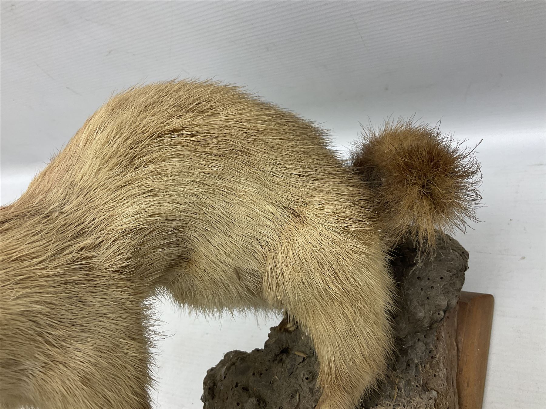 Taxidermy; Pine Marten (Martes martes) or similar, full adult mount mounted on a naturalistic branch, together with a weasel (Mustela) on a wooden plinth, pine marten H34cm