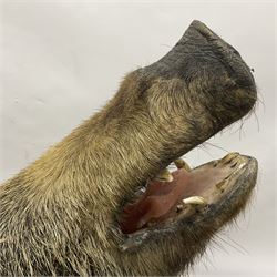 Taxidermy: European Wild Boar (Sus scrofa), adult male shoulder mount looking straight ahead mouth agape, mounted upon a wooden shield, D52cm