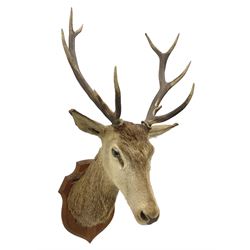 Taxidermy: Red Deer (Cervus elaphus), adult male stag neck mount looking straight ahead, ten point antlers, mounted upon a shaped wooden shield, D64cm