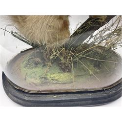 Taxidermy: Victorian cased Red Squirrel (Sciurus vulgaris), full mount adult, upon a tree branch with a naturalistic ground, enclosed beneath a period oval glass dome with ebonised base, raised upon four bun feet, H36cm 