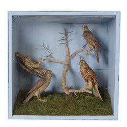 Taxidermy; Victorian cased diorama of four Common Kestrels (Falco tinnunculus) in a natura...