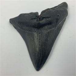 Black Megalodon (Otodus Megalodon) tooth fossil, age; Miocene period, H7cm, W9cm