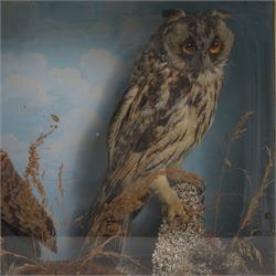 Taxidermy: Victorian case pair of long-eared owls (Asio Otus), male and female full mounts, with in naturalistic setting and blue sky painted background, encased within an ebonised single glass display case with gilt frame, 53cm x 38cm x 19cm