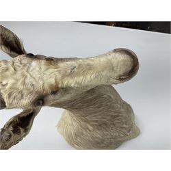 Taxidermy: White Blesbok (Damaliscus pygargus phillipsi), light coloured shoulder mount, approximately H85cm