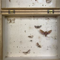 Entomology; Five storeboxes, four by the maker Watkins & Doncaster, together with setting boards and pins, two boxes containing moth specimens