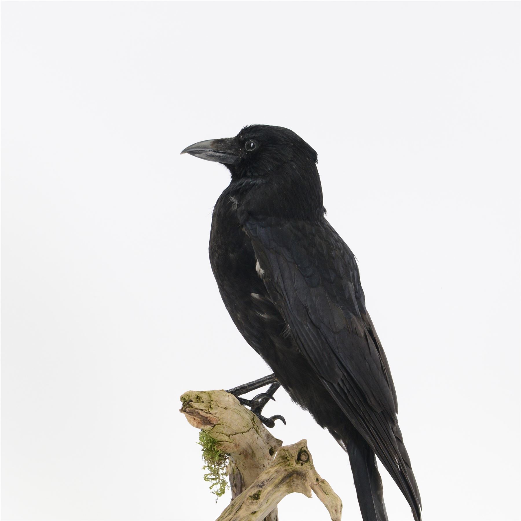 Taxidermy; Cased Carrion Crow (Corvus corone), full adult mount perched upon a branch in a naturalistic setting with roe dear skull to the base, enclosed within glass dome, H52cm