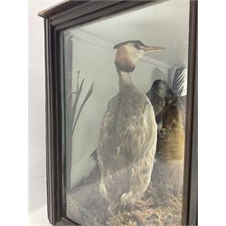 Taxidermy: 19th century cased display Red Fox (Vulpes vulpes) with pray, weasels (Mustela), Great Crested Grebe (Podiceps cristatus), and other birds in a naturalistic setting against a painted backboard, encased within an ebonised three pane display case, H56cm D38cm W113cm