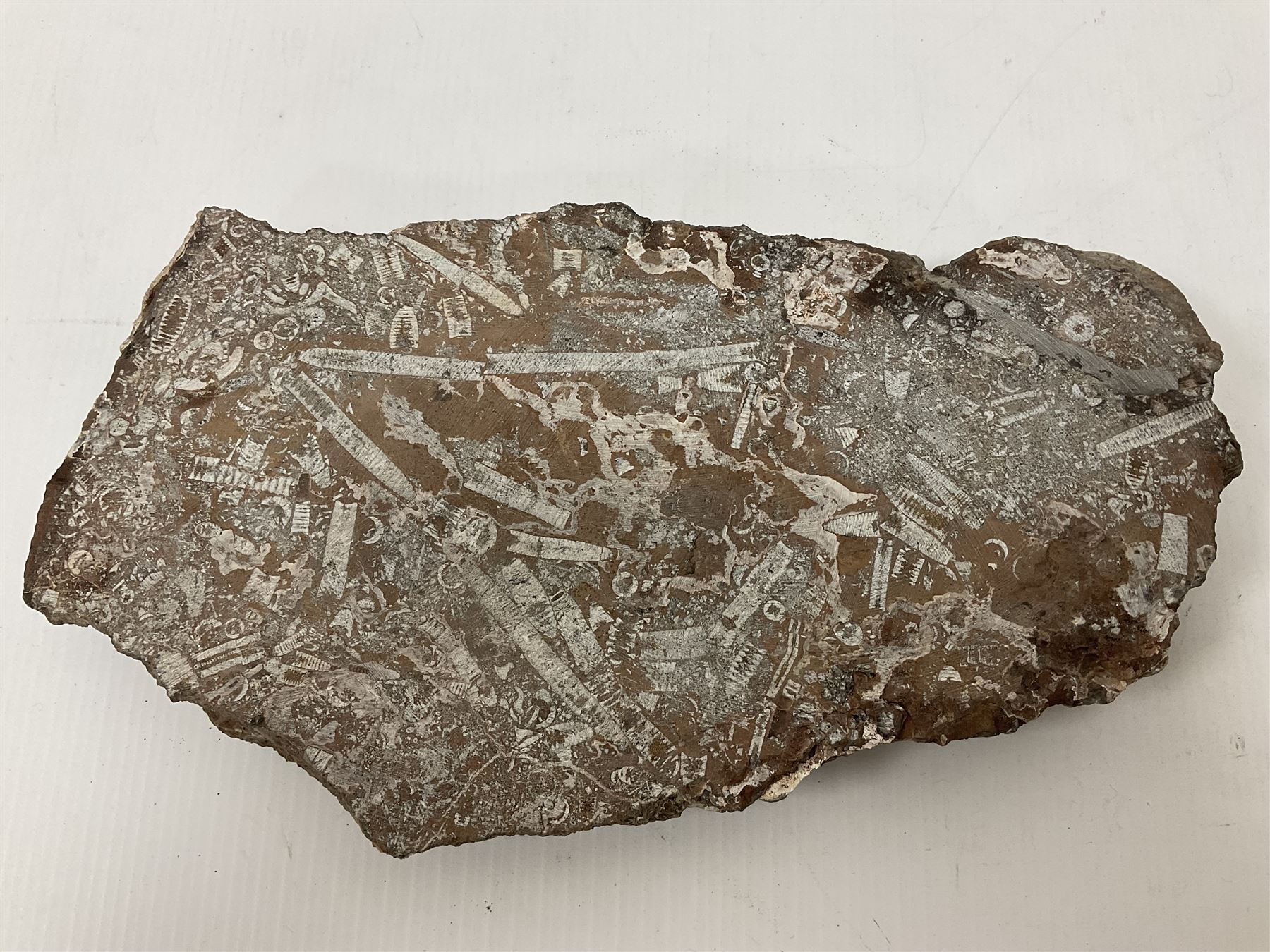 Crinoid sea bed plaque, with partial Scyphocrinites crinoid specimen, age; Silurian period, location; Morocco, L32cm L17cm 