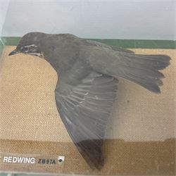 Taxidermy: Three british birds adult mounts, Redwing (Turdus iliacus), House Sparrow (Passer domesticus) and Bullfinch (Pyrrhula pyrrhula), each individually cased in clear plastic display cases, with wooden carry cases, largest example H20cm, L32cm 