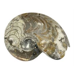 Large polished goniatite, age Devonian period, location Morocco, H16cm, L22cm