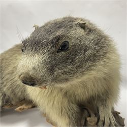 Taxidermy: Alpine Marmot (Marmota marmota), full adult mount stood upon a wooden base, H29cm 