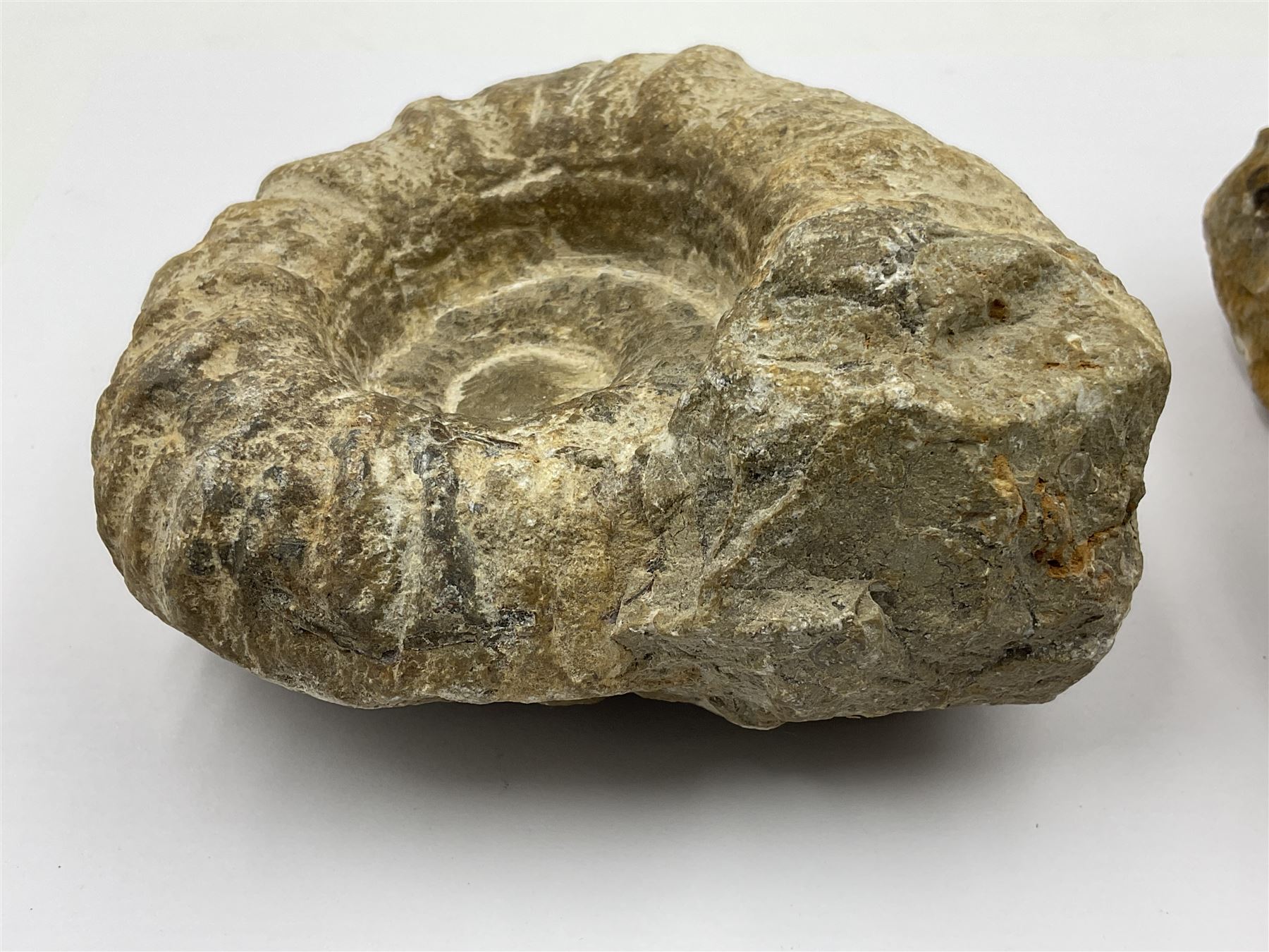 Pair of limestone Ammonite fossils, age; Cretaceous period, location; Morocco, D10cm