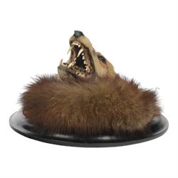 Rowland Ward (British Taxidermist 1848-1912); European Red Fox Mask (Vulpes vulpes), adult fox mask, mouth agape, with brush wrapped around a circular ebonised wall mount, with brass makers plaque 'R.Ward & Co naturalists 155 Piccadilly London - RTV
