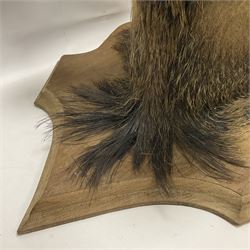 Taxidermy: European Wild Boar (Sus scrofa), adult male shoulder mount looking straight ahead mouth agape, mounted upon a wooden shield, D52cm