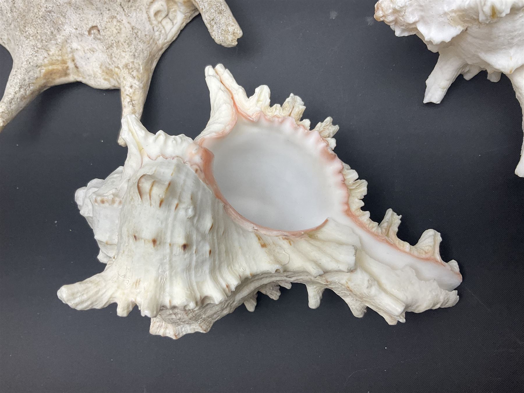 Conchology: selection of conch shells, to include horned examples, largest H17cm, L24cm