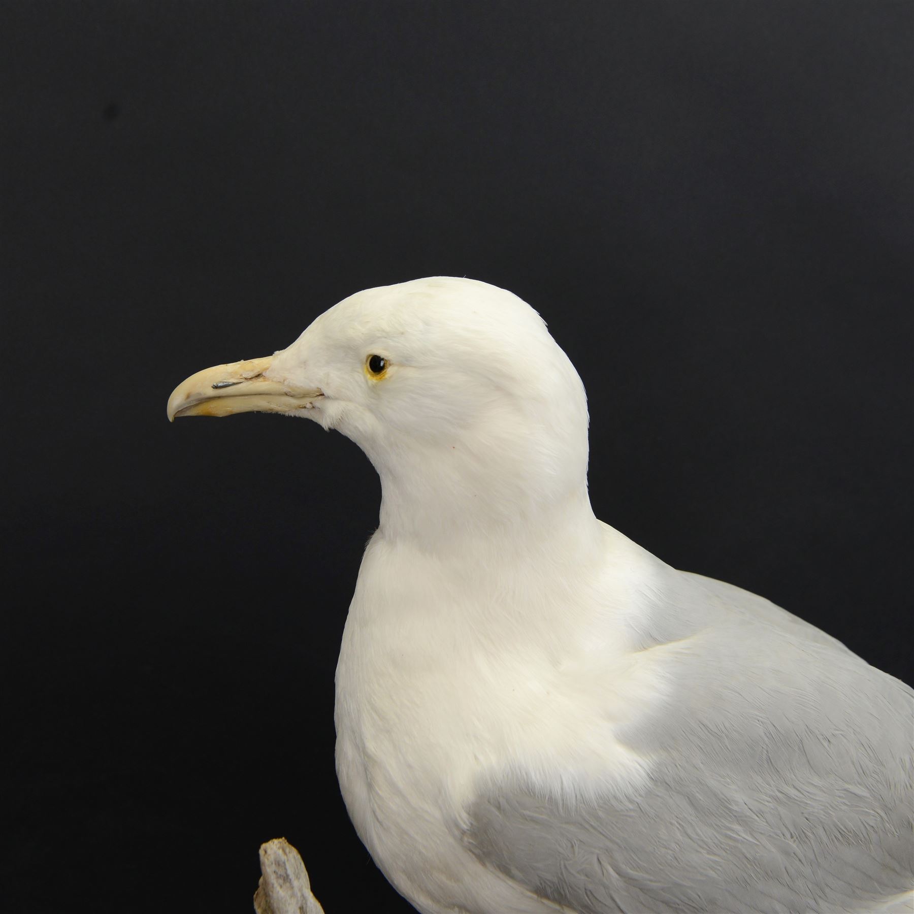 Taxidermy: Herring Gull (Larus argentatus), full adult mount on open display with head turning to the right, stood upon drift wood, H54cm, L46cm