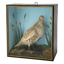 Taxidermy:  Late Victorian cased English Partridge by George Harrison, full mount stood upon moss covered groundwork, set against a plain papered interior, L29.5cm, H32cm, D13cm 