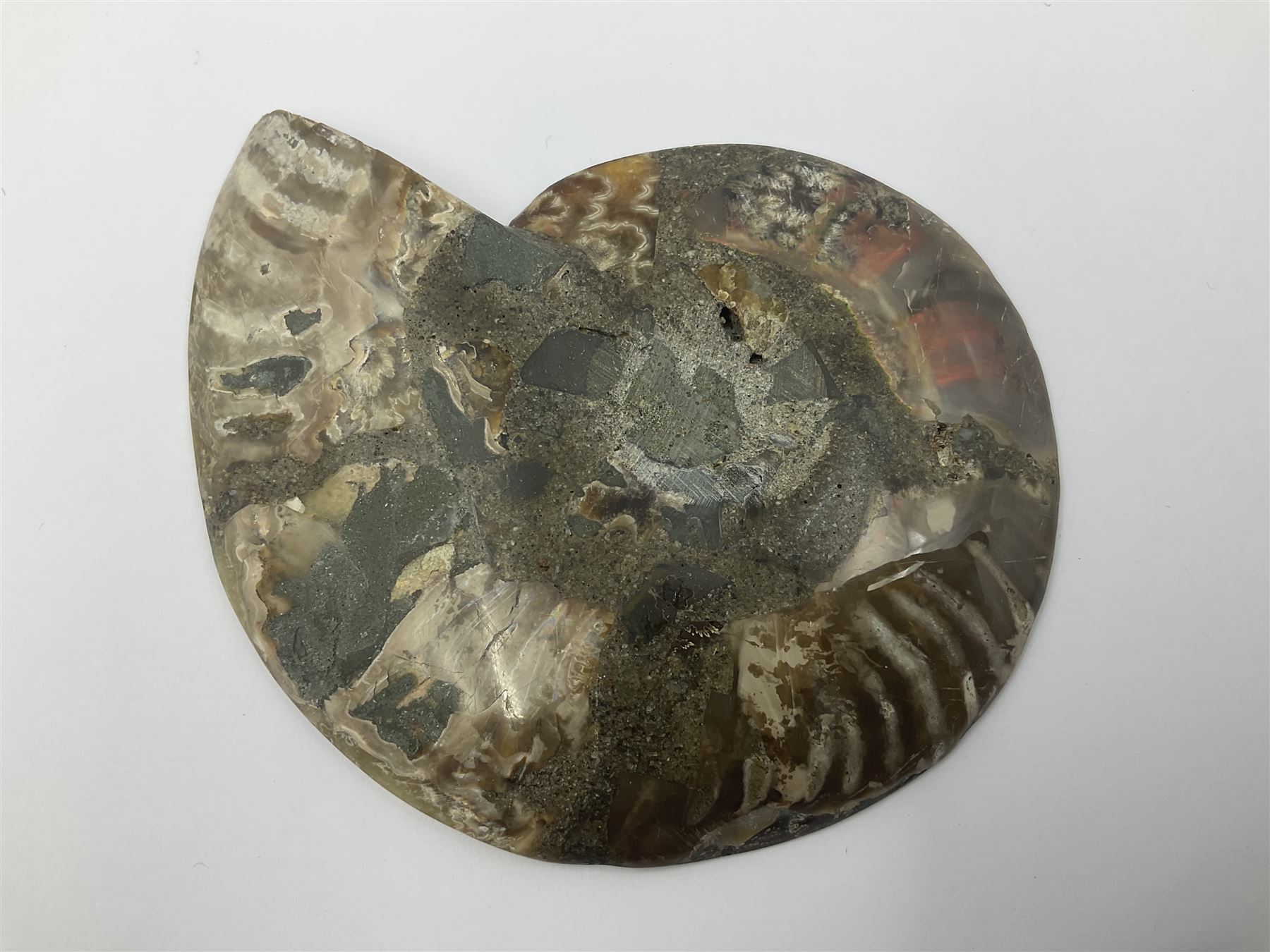 Two ammonite fossil slices, with polished finish, age: Cretaceous period, location: Madagascar, D12cm