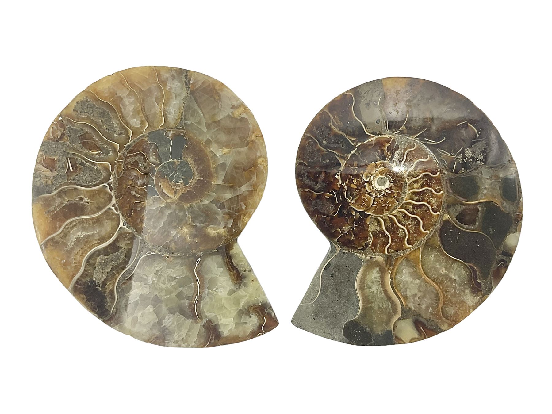 Two ammonite fossil slices, with polished finish, age: Cretaceous period, location: Madagascar, D10cm