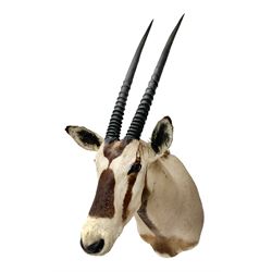 Taxidermy: Beisa Oryx (Oryx beisa beisa), adult male shoulder mount looking straight ahead, approximately H120cm