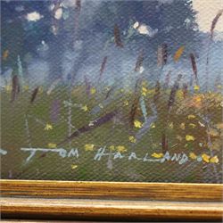 Tom Harland (Yorkshire 1945-2012): 'A Rash of Buttercups - South Dawton', oil on canvas signed, titled verso 20cm x 25cm