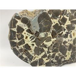 Septarian slice, polished, with a calcite centre and argonite/siderite lines within limestone rock, L26cm, W19cm