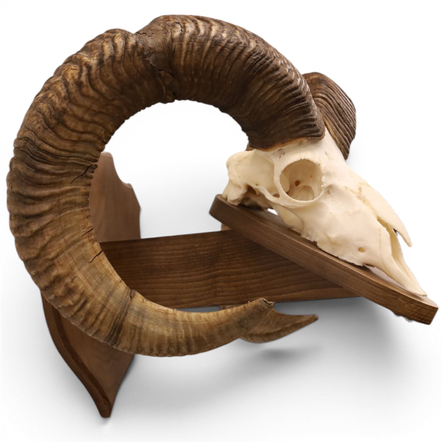 Antlers/Horns - European Mouflon (Ovis aries musimon), set of adult Mouflon ram horns on upper skull, mounted upon a pedestal wall shield, D51cm 