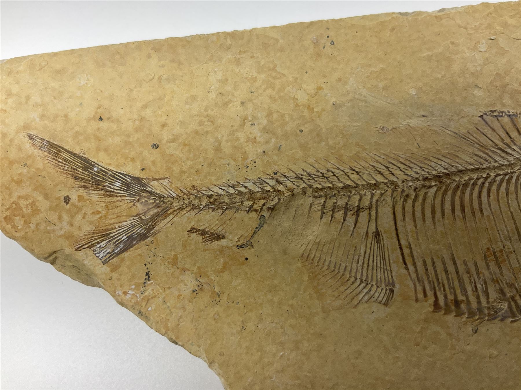 Two fossilised fish (Knightia alta) each in an individual matrix, age; Eocene period, location; Green River Formation, Wyoming, USA, largest matrix H8cm, L16cm