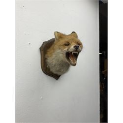 Taxidermy; Red fox mask (Vulpes vulpes), an adult head mount turning to the right with mouth agape bearing teeth, in defensive pose, with ears laid back, mounted upon a oak shield, H24cm 