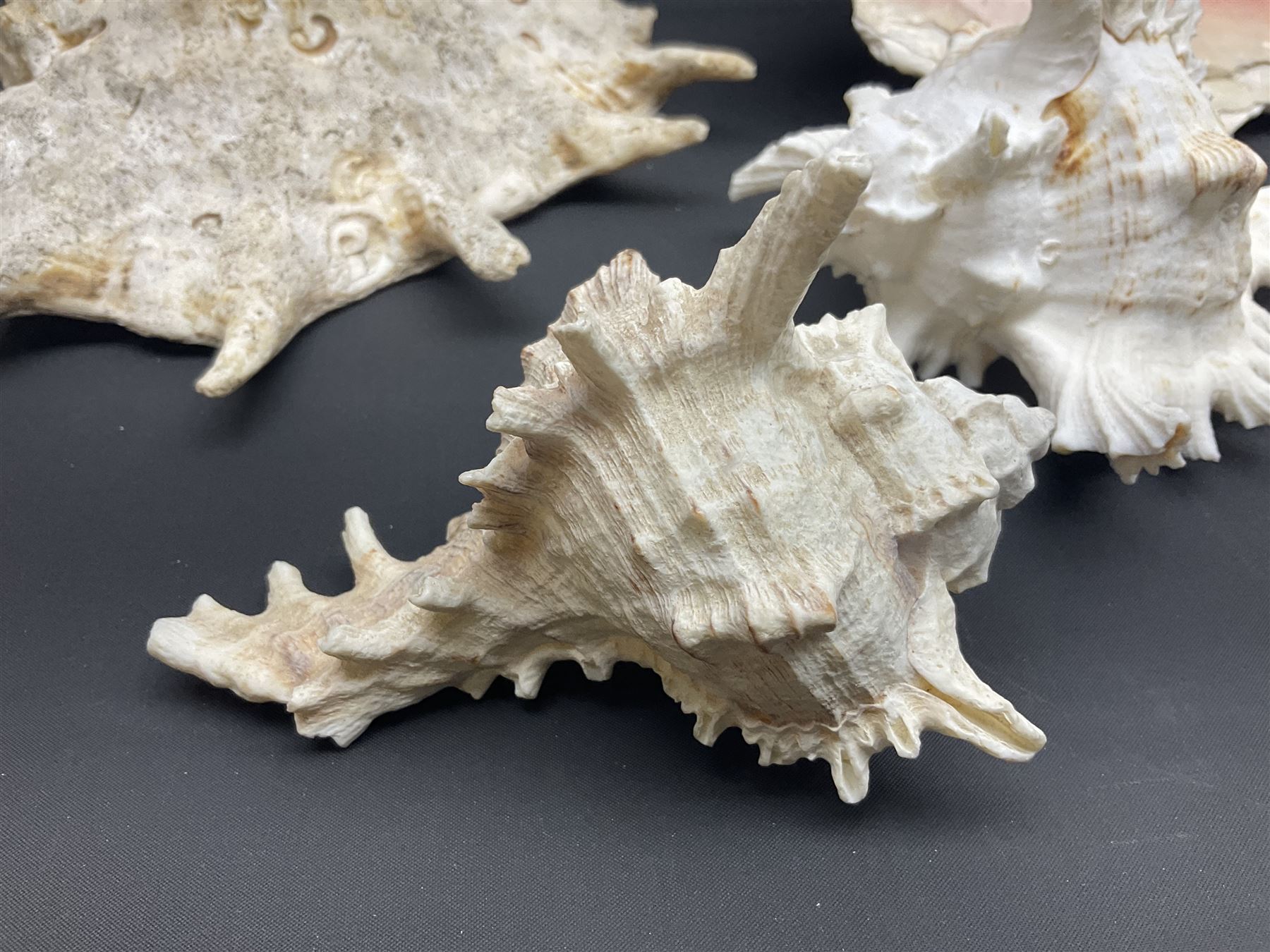 Conchology: selection of conch shells, to include horned examples, largest H17cm, L24cm
