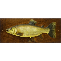  Early 20th century plaster cast and painted model of a Sea Trout with glass eye on rectangular oak plaque, L84cm x H33cm   